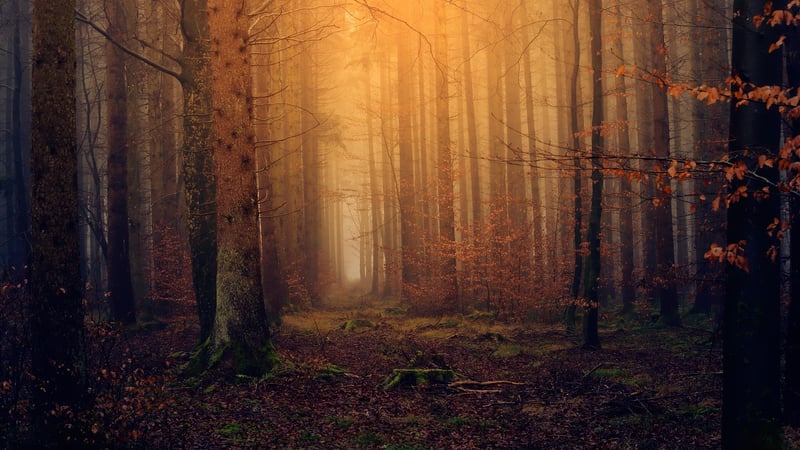 Enchanting Forest